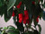 Peter Pepper Red Chilli Seeds Image, Chillies on the Web Peter Pepper Red Chilli Seeds Image, Chillies on the Web