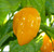 Habanero Yellow Chilli Seeds Image by Chillies on the Web Habanero Yellow Chilli Seeds Image by Chillies on the Web