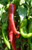 Numex Sandia Chilli Seeds Image by Chillies on the Web