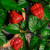 Numex Suave Red Chilli Seeds Image by Chillies on the Web Numex Suave Red Chilli Seeds Image by Chillies on the Web