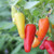 Numex Pinata Chilli Seeds Image by Chillies on the Web Numex Pinata Chilli Seeds Image by Chillies on the Web