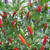 Birdseye Demon Chilli Seeds Image by Chillies on the Web Birdseye Demon Chilli Seeds Image by Chillies on the Web