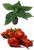 Carolina Reaper Red Seedling Plant Image by CHILLIESontheWEB Carolina Reaper Red Seedling Plant Image by CHILLIESontheWEB