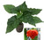 Moruga Scorpion Red Seedling Plant by CHILLIESontheWEB Moruga Scorpion Red Seedling Plant by CHILLIESontheWEB