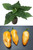 Habanero Peach Chilli Seedling Image by CHILLIESontheWEB Habanero Peach Chilli Seedling Image by CHILLIESontheWEB