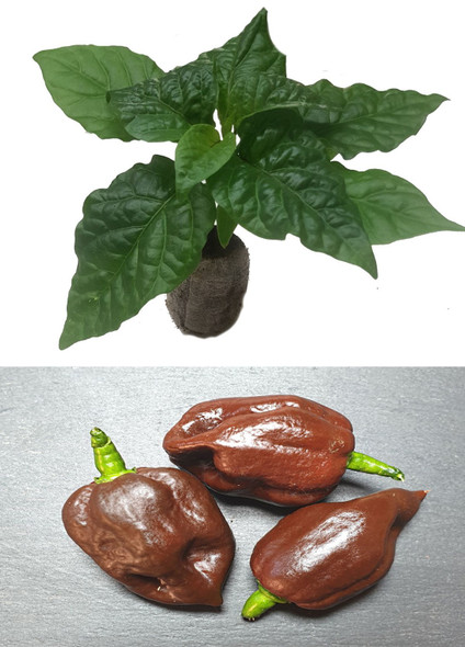 7 Pot Primo Chocolate Image by CHILLIESontheWEB