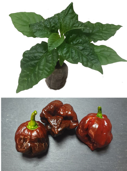Trinidad Chocolate Seedling Plant Image by CHILLIESontheWEB