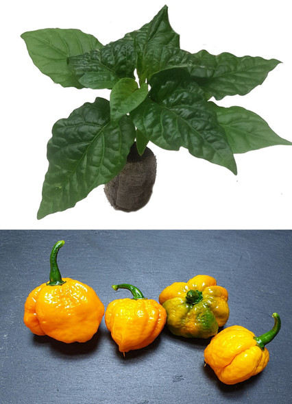 Carolina Reaper Yellow Chilli Seedling Plant x  1