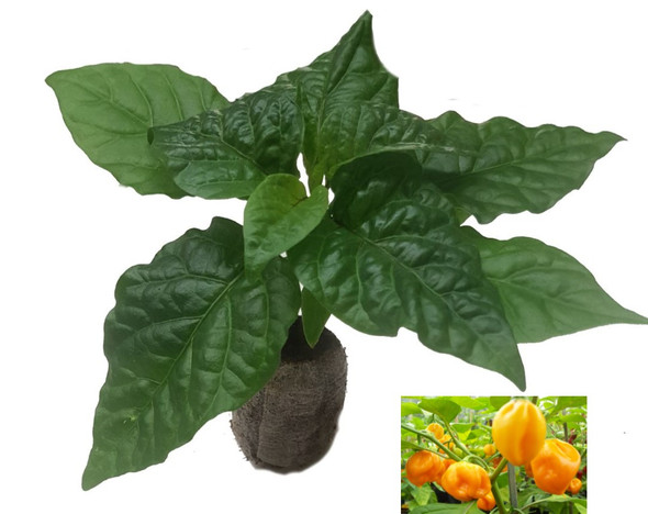 Scotch Bonnet Yellow Chilli Seedling Plant Image by CHILLIESontheWEB