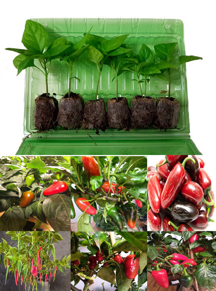 6 Pack of Jalapeno Chilli Seedling Plants Image by CHILLIESontheWEB