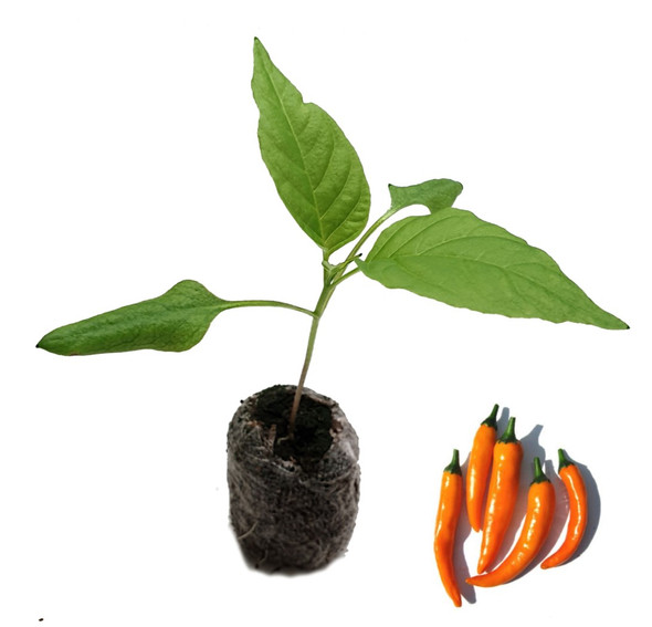 Cayenne Orange Chilli Seedling Plant