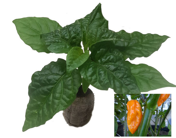Naga Yellow Chilli Seedling Plant Image by CHILLIESontheWEB