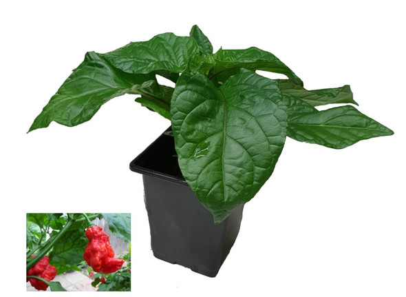 7 Pot Primo Red 9cm Chilli Plant Image by CHILLIESontheWEB