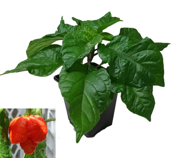 Moruga Scorpion Chilli Plant Image by CHILLIESontheWEB
