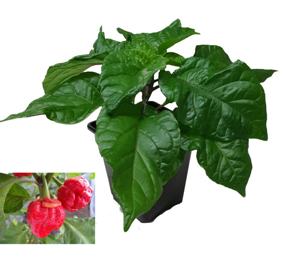 7 Pot Bubblegum Chilli Plant Image by CHILLIESontheWEB