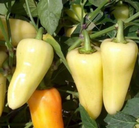 Caloro Chilli Seeds Image by CHILLIESontheWEB