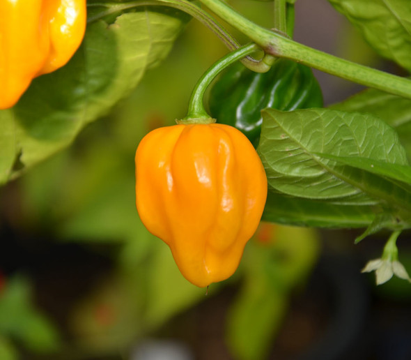 Congo Yellow Chilli Seeds Image by CHILLIESontheWEB