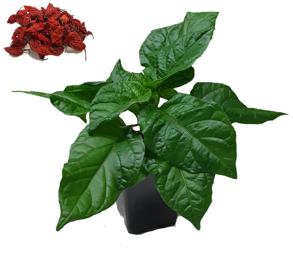 Naga Bhut Jolokia - Ghost Pepper Chilli Plant Image by CHILLIESontheWEB
