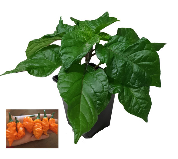 Orange Scorpion x Devils Tongue Chilli 9cm Plant Image by CHILLIESontheWEB