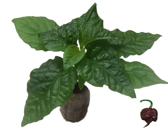 Carolina Reaper Chocolate Seedling Plant Image by CHILLIESontheWEB
