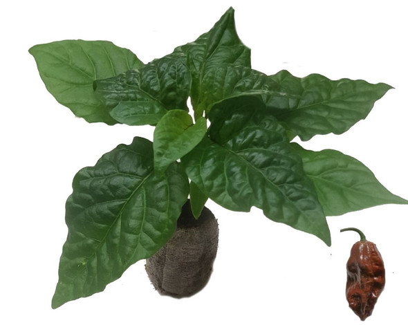 Naga Morich Chocolate Seedling Plant Image by CHILLIESontheWEB