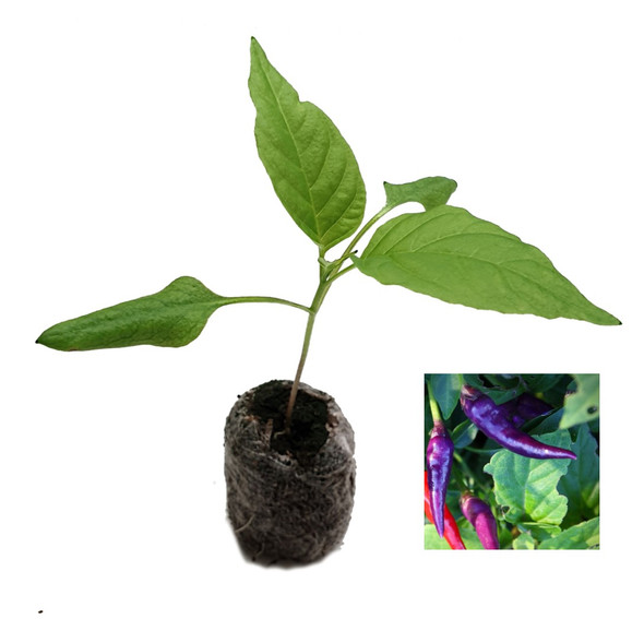 Cayenne Purple Chilli Plant Image by CHILLIESontheWEB