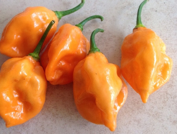 Ghorpion Orange Hybrid Chilli Seeds Image by CHILLIESontheWEB