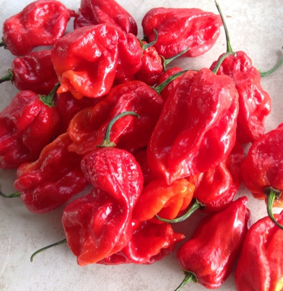 Carboruga Red Hybrid Chilli Image by CHILLIESontheWEB