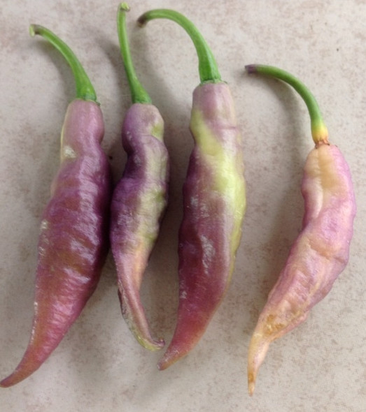 Clavo Peach x Pink Tiger Hybrid Chilli Image by CHILLIESontheWEB