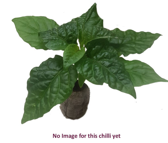 Sherwoods Butch T x Habanero Hybrid Chilli Image by CHILLIESontheWEB