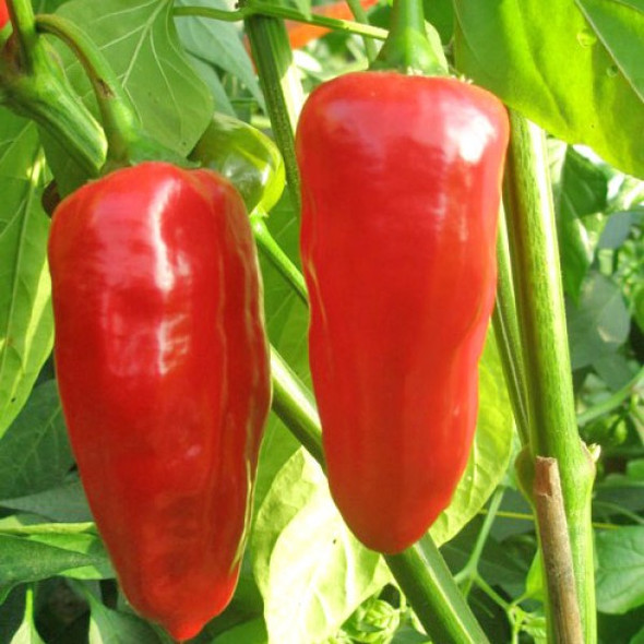 Mojo Red Chilli Seeds Image by CHILLIESontheWEB