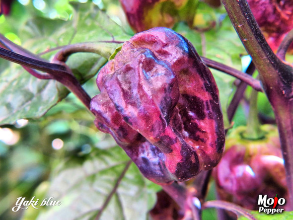 Yaki Blue Chilli Seeds Image by CHILLIESontheWEB