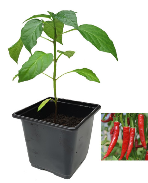 Cayenne Mild Turkish Chilli Plant Image by CHILLIESontheWEB