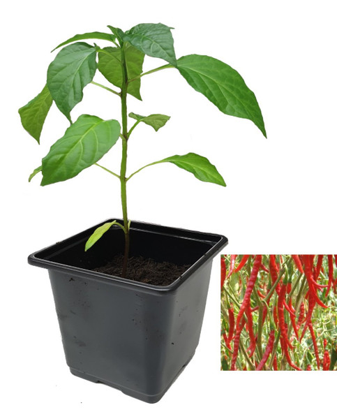 Cayenne Long Slim Chilli Plant Image by CHILLIESontheWEB