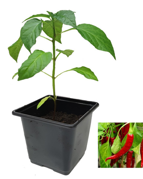 Cayenne Ring of Fire Chilli Plant Image by CHILLIESontheWEB