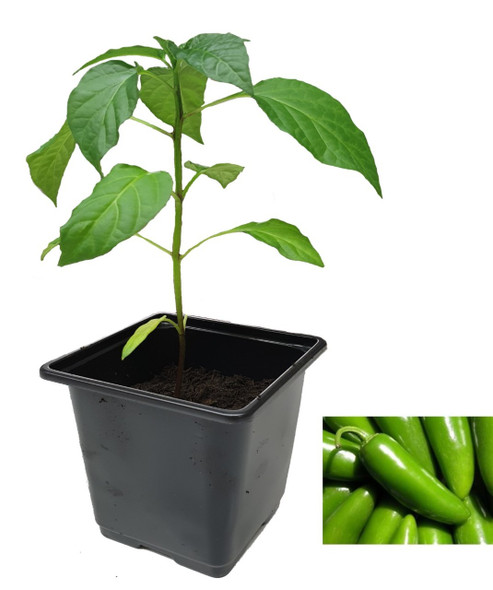 Jalapeno Tam Chilli Plant Image by CHILLIESontheWEB