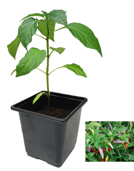 Aji Omnicolour 9cm Chilli Plants Image by CHILLIESontheWEB