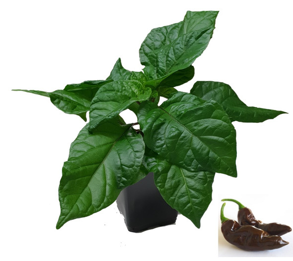 Devils Tongue Chocolate 9cm Chilli Plant Image by CHILLIESontheWEB