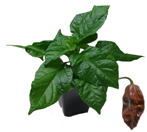Naga Morich Chocolate  - Ghost Pepper Chilli Plant Image by CHILLIESontheWEB