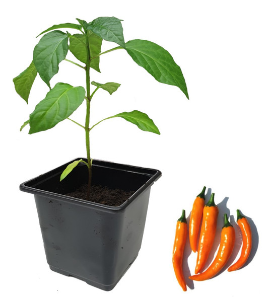 Cayenne Orange Chilli Plant Image by CHILLIESontheWEB