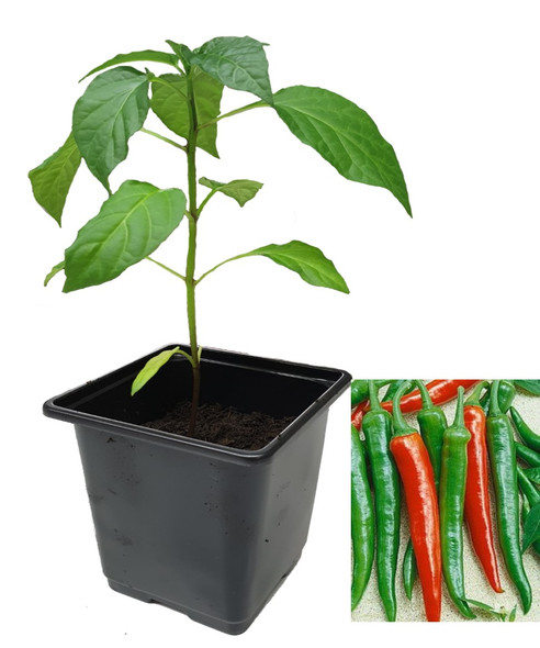 Cayenne Scorpion F1 Chilli Plant Image by CHILLIESontheWEB