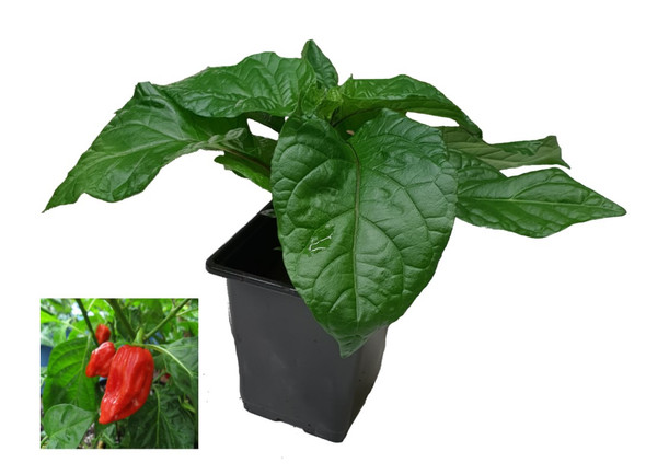 Habanero Maya Chilli Plant Image by CHILIESontheWEB