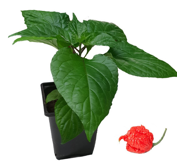 Dragons Breath 9cm Chilli Plant Image by CHILLIESontheWEB