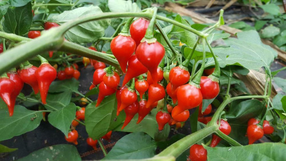 Biquinho Red Chilli Seeds Image by Chillies on the Web