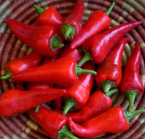 Cyklon Chilli Seeds Image by CHILLIESontheWEB