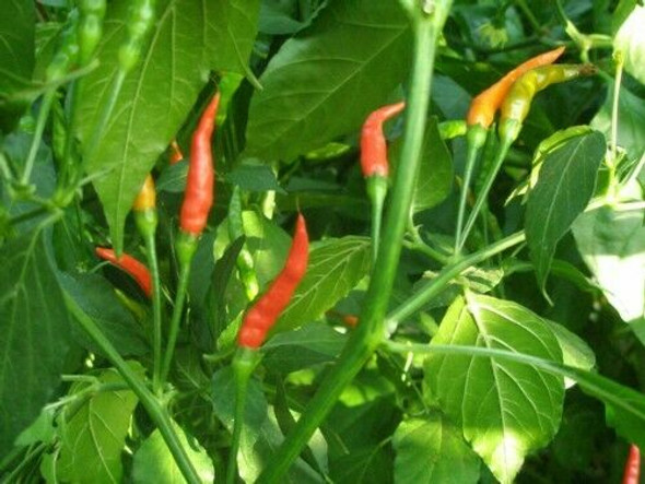 Birdseye African Long Chilli Seeds Image by Chillies on the Web