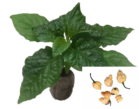 Pockmark Peach Chilli Seedling Plant Image by CHILLIESontheWEB