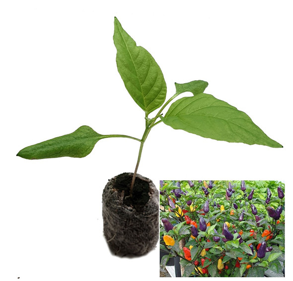 Roxi Chilli Seedling Plant Image by CHILLIESontheWEB
