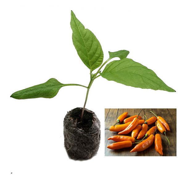 Aji Amarillo Chilli Seedling Plant Image by CHILLIESontheWEB