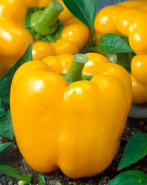 Golden California Wonder Sweet Pepper Image by CHILLIESontheWEB